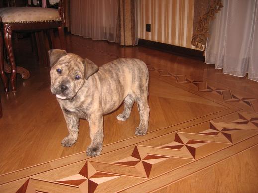 Знайомтеся, рідкісна для Росії порода собак ка де бо (бичача собака), він же Перро дого майоркін, він же Майоркскій бульдог, він же перро де пресо майоркін