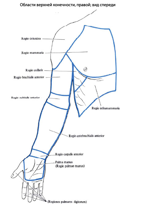 Положення та функції всіх перерахованих м'язів були вже розглянуті раніше при описі мускулатури спини, грудей і шиї