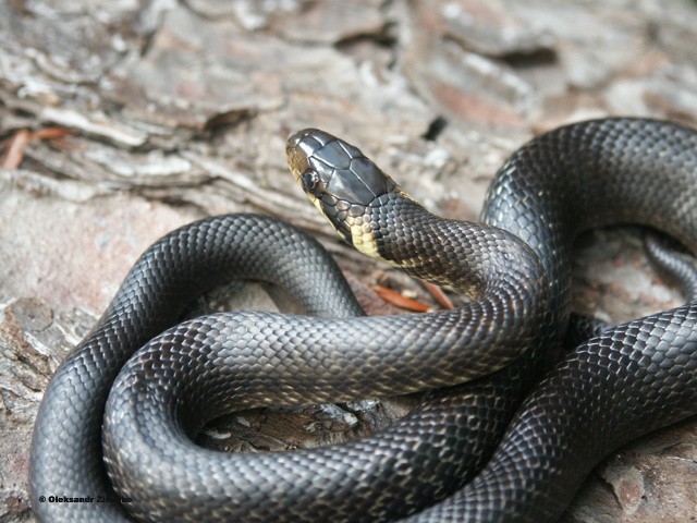 На Західній Україні зустрічається лісовий або Ескулапів полоз, досить велика красива неотруйна змія