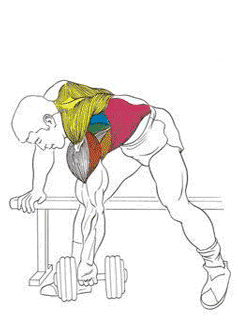 В якості ізолюючого вправи, завершального тренування рекомендують   тягу гантелі однією рукою в упорі