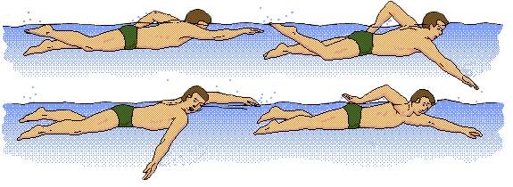 Техніка плавання кролем в наступному: руками відбуваються кругові або еліпсоїдні руху вздовж тіла, долоні прямі або трохи зігнуті в вигляді ковша, ноги рухаються антагоністично, вдих здійснюється при повороті голови убік, видих - при зворотному повороті голови, обличчя в цей час знаходиться під водою