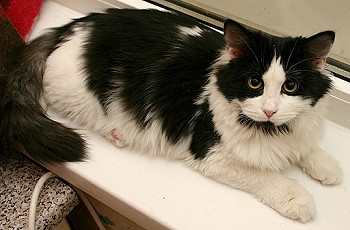 Як вивести бліх у кота   Питання: Чим можна вивести бліх та інших паразитів у кота в домашніх умовах