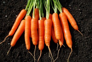 Живильні речовини, що містяться в моркві, покращують стан ваших очей, шкіри, волосся, нігтів, і організму в цілому, допомагаючи вивести з нього токсини, і сприяючи створенню нових клітин