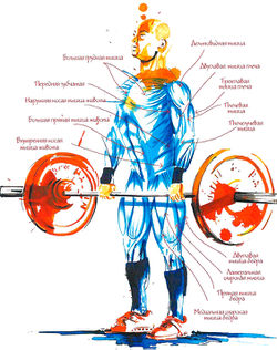 У ролі фіксатора таза виступають також   м'язи задньої поверхні стегна   (   напівсухожильний   ,   полуперепончатая   і   двоголовий м'яз стегна   ), А врівноважуючу роль виконують ікри (подвійне і   камбаловидная м'язи   )
