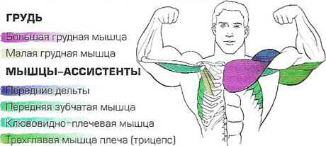 Задіяні м'язи при віджиманні на брусах (для м'язів грудей):