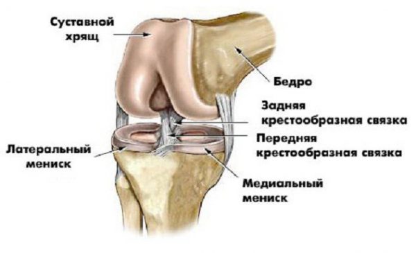 Менисками називаються два хряща у вигляді півмісяця, розташовані в колінному суглобі