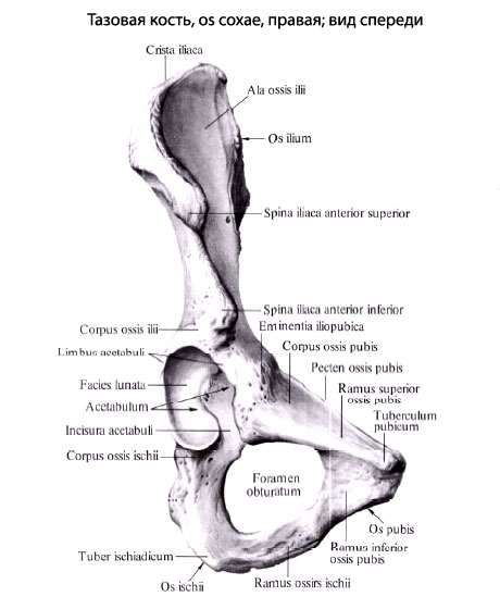 Завдяки цьому з трьох кісток виходить одна, що володіє великою міцністю, необхідної для опори всього тулуба і голови